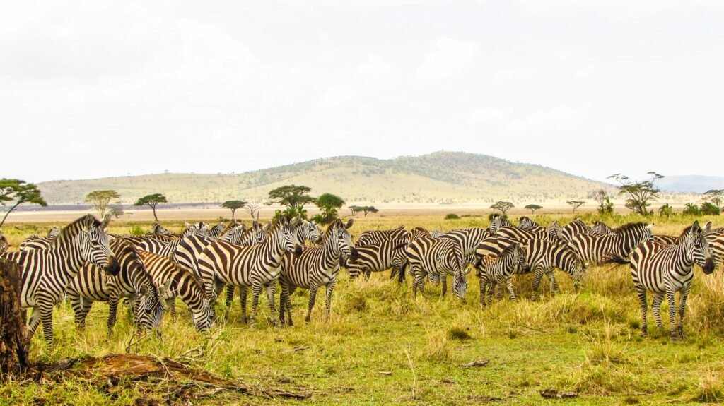 Zebras on the Tanzanian savannah — About Tartaruga Safaris