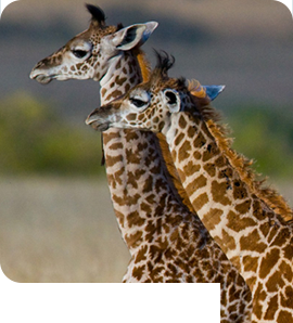 Tartaruga Safaris