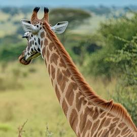 Tartaruga Safaris