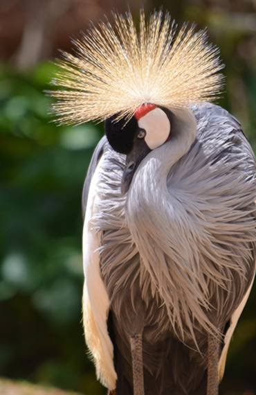 Tartaruga Safaris