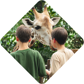 Tartaruga Safaris