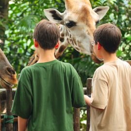 Tartaruga Safaris