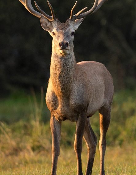 Tartaruga Safaris