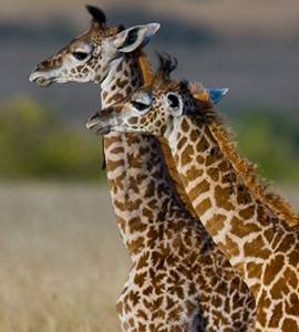 Tartaruga Safaris
