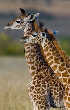 Tartaruga Safaris