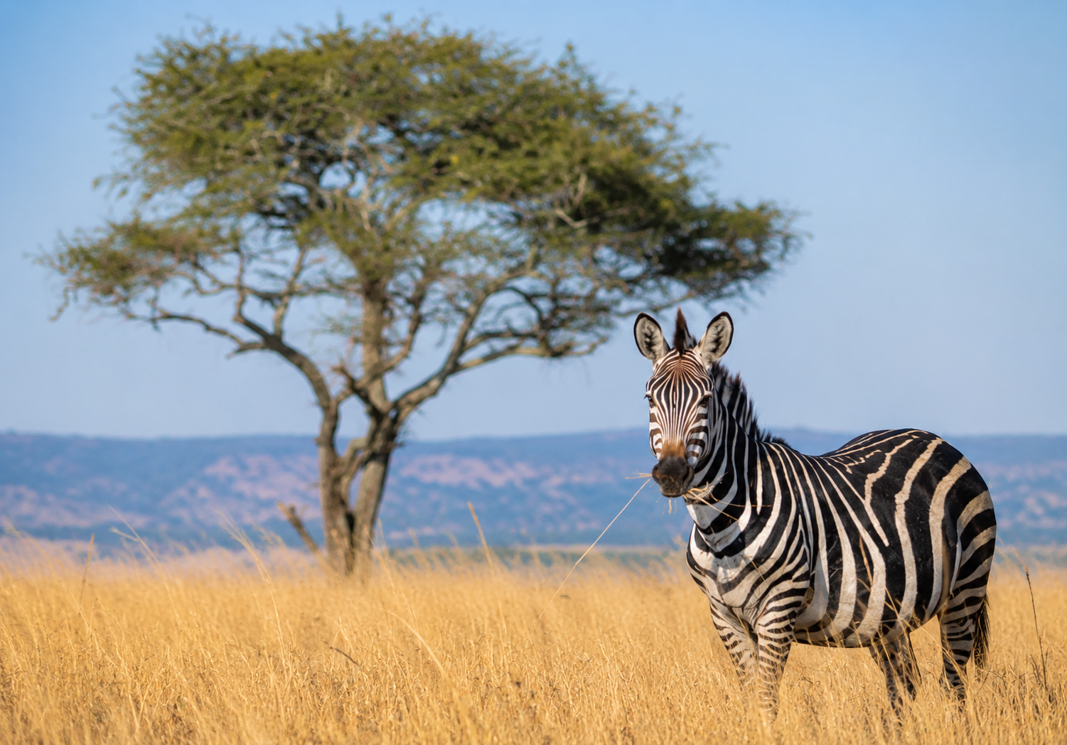 Zebra standing in dry grass beneath an acacia tree