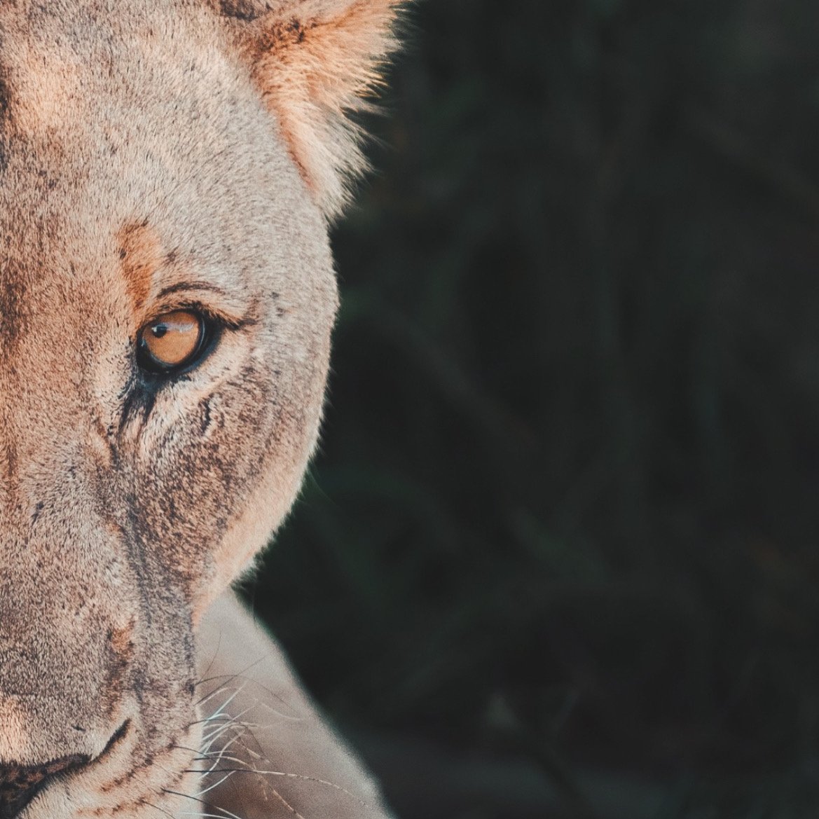 Close view of a lioness eye and face