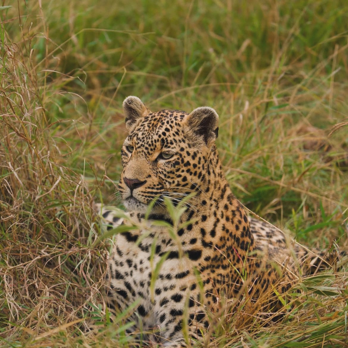 Leopard resting in long grass