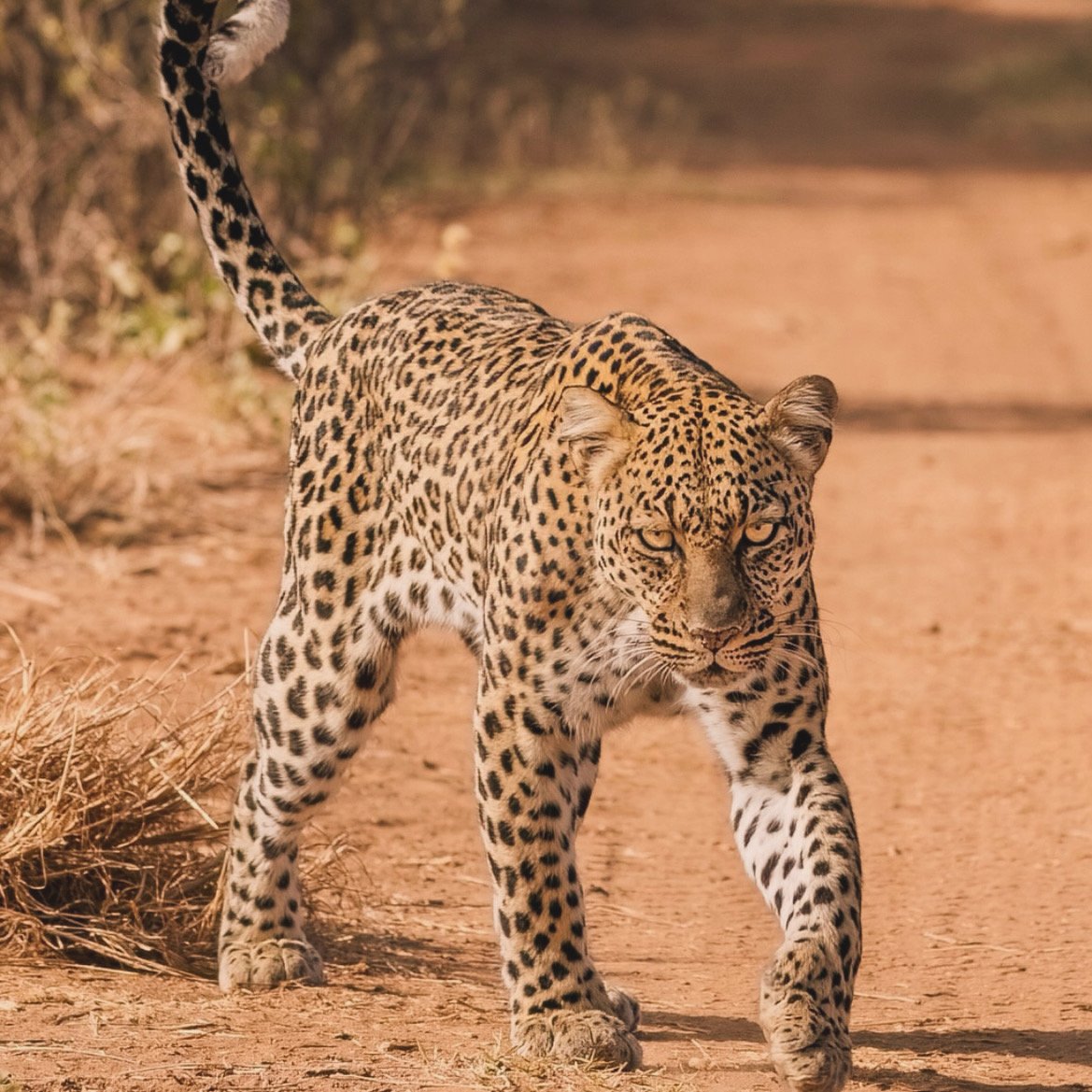 Young leopard standing on sandy ground