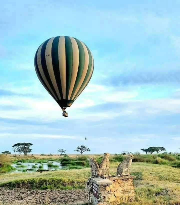 Hot-air balloon above a safari landscape