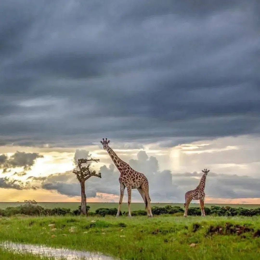 Giraffes beneath a dramatic cloudy sky