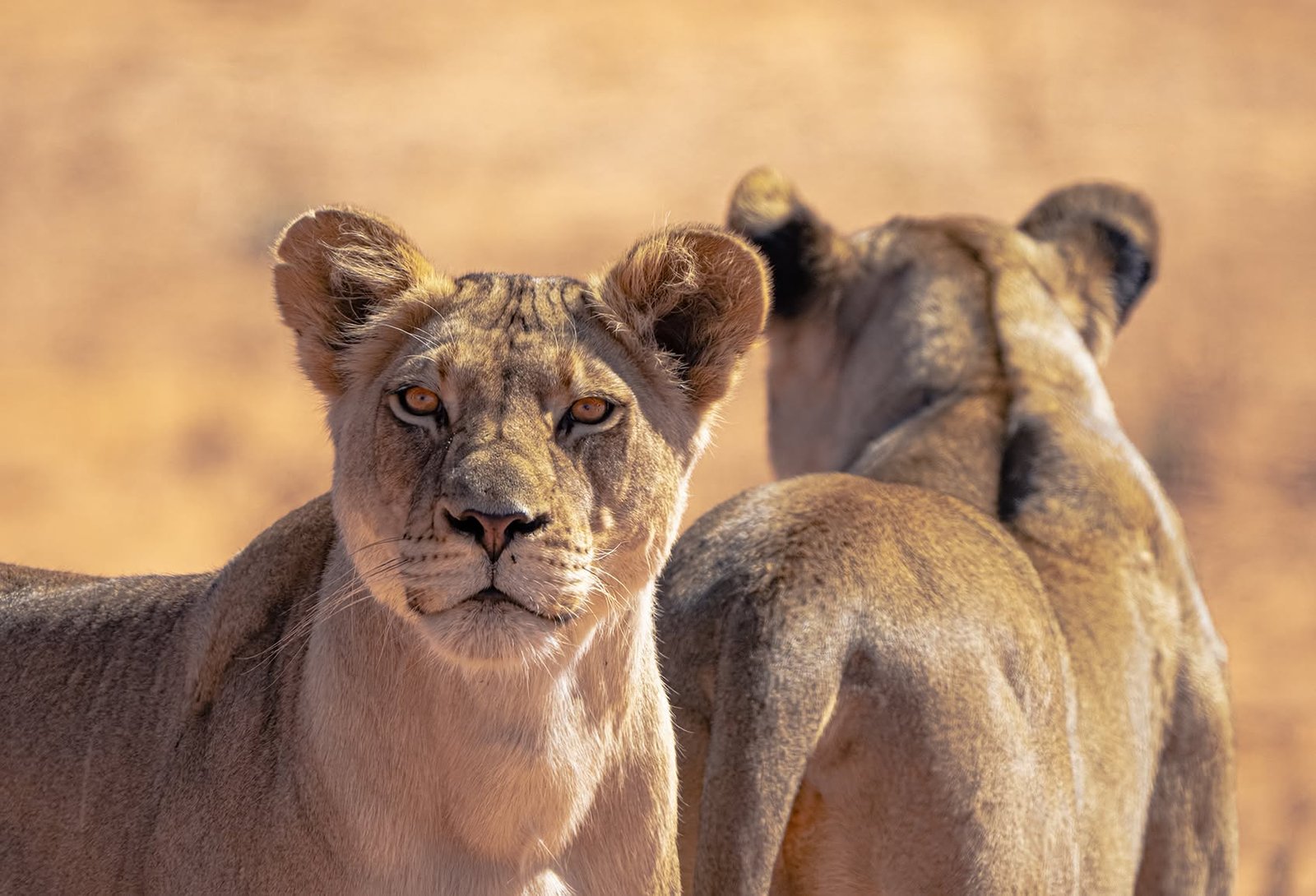 Lionesses standing together in golden grass
