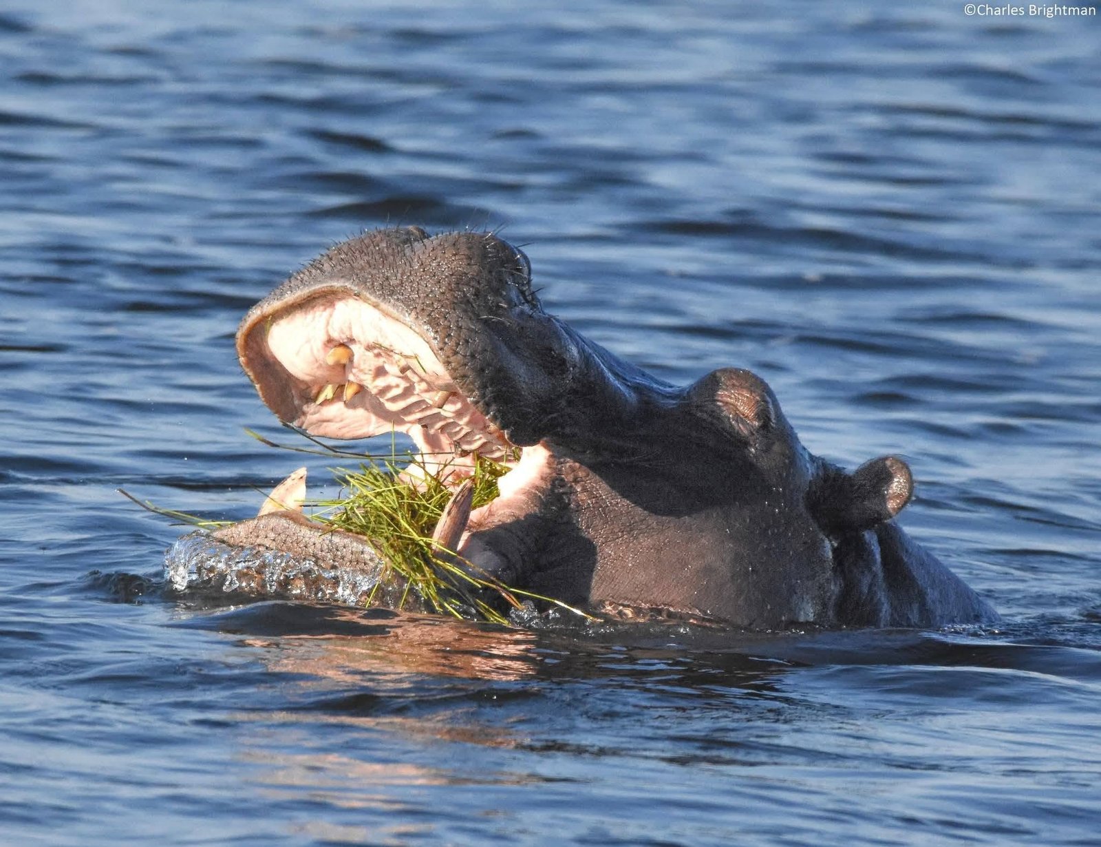Hippopotamus with its mouth open above the water