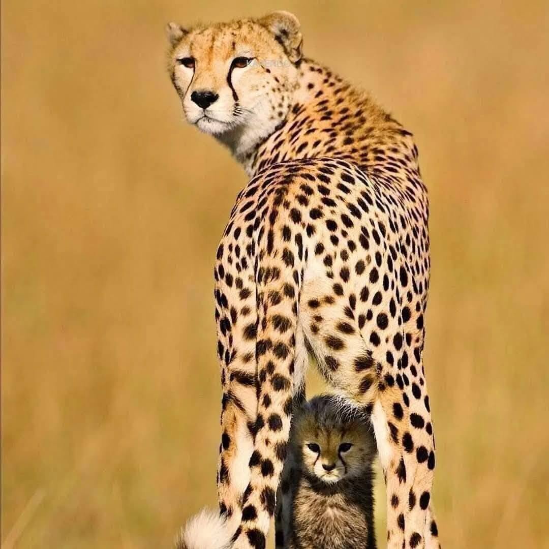 Cheetah sitting upright in dry grassland