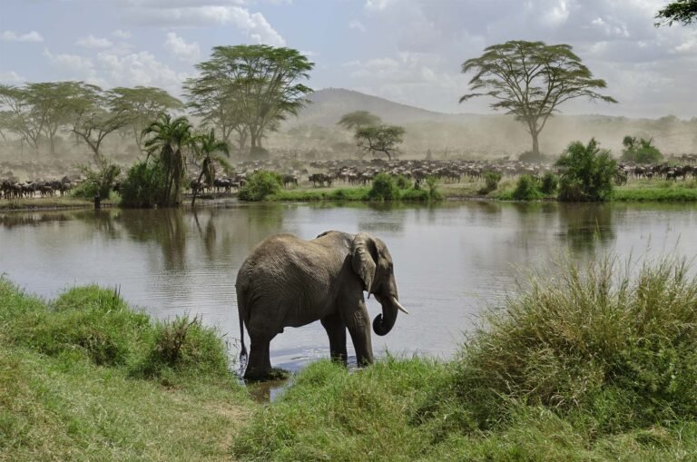 Elephant walking beside a lake bordered by trees