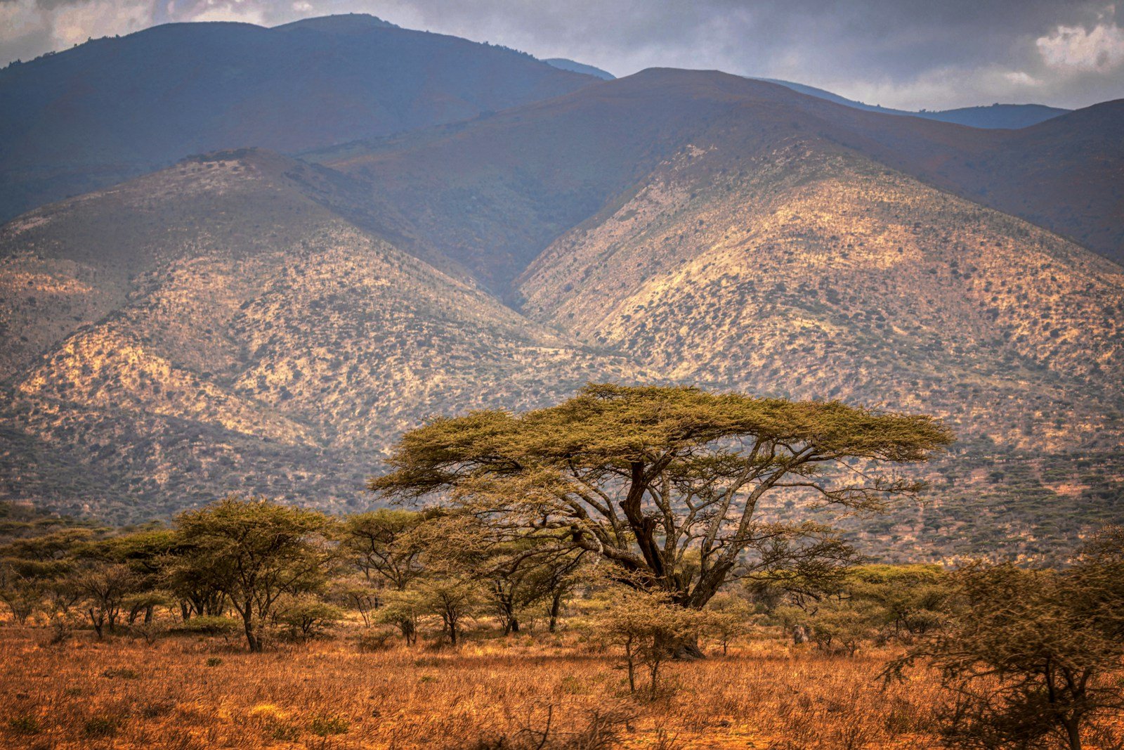 Acacia tree against a mountain landscape — travel inspiration from Tartaruga Safaris