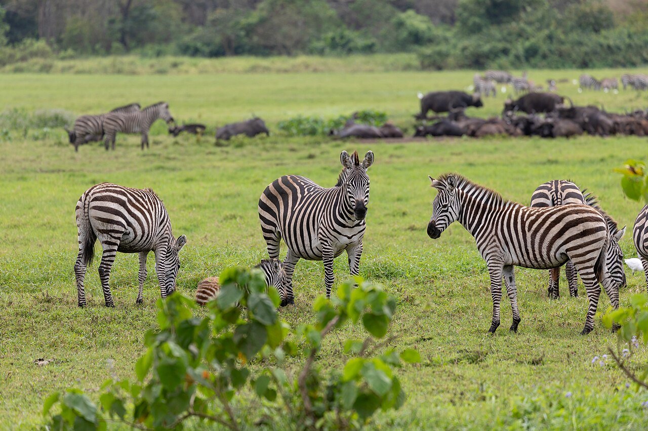 Zebras in the foreground and a buffalo herd in Arusha National Park