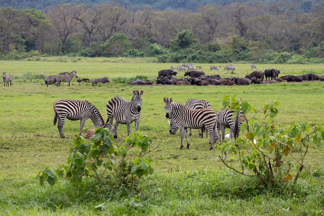 Group of zebras on a green plain with buffalo behind them in Arusha National Park