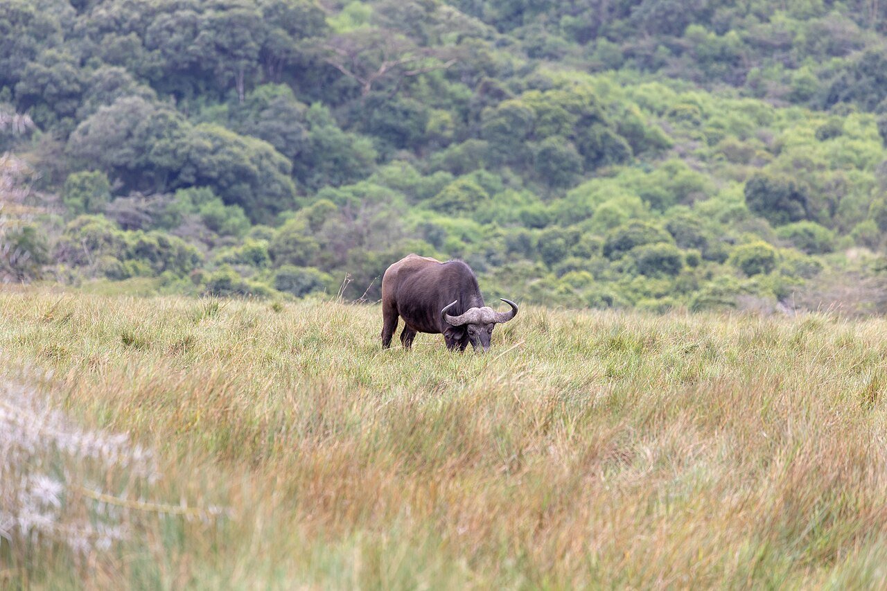 African buffalo grazing below wooded slopes in Arusha National Park