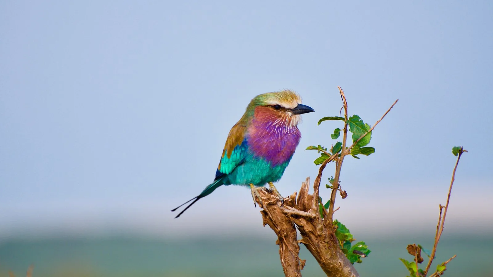 Lilac-breasted roller perched on a leafy branch