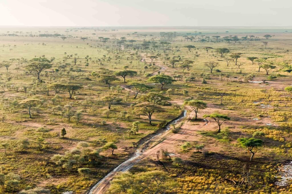 Open Serengeti landscape with scattered trees and a winding watercourse — Tartaruga Safaris