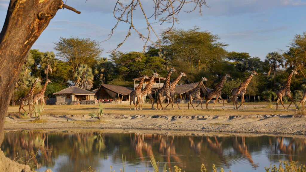 Chem Chem Lodge, Burunge wildlife area