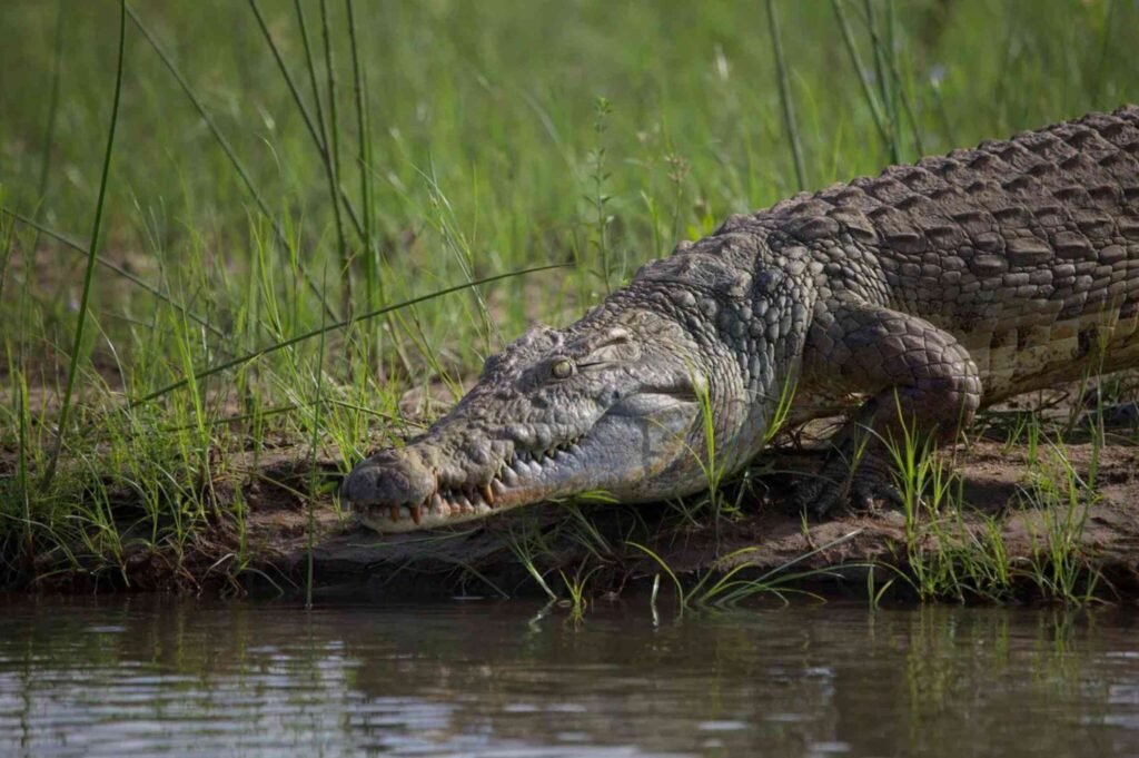 Crocodile resting beside water in Ruaha National Park — Tartaruga Safaris
