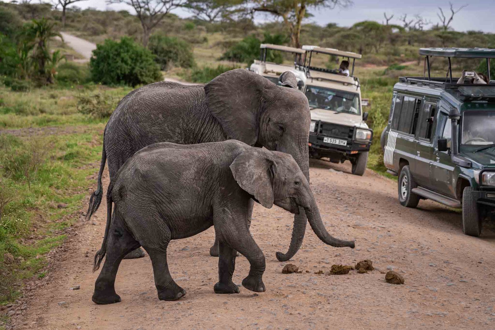 Elephants crossing a safari track beside vehicles in Tarangire — Tartaruga Safaris