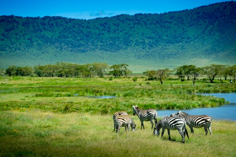 Zebras grazing on the green Ngorongoro Crater floor