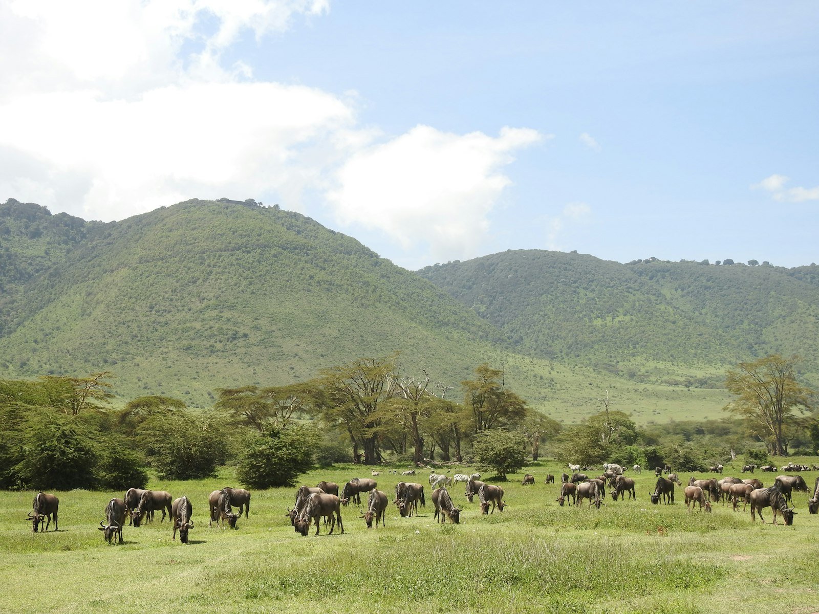 Wildlife herd on open plains — East African citizen safaris with Tartaruga Safaris