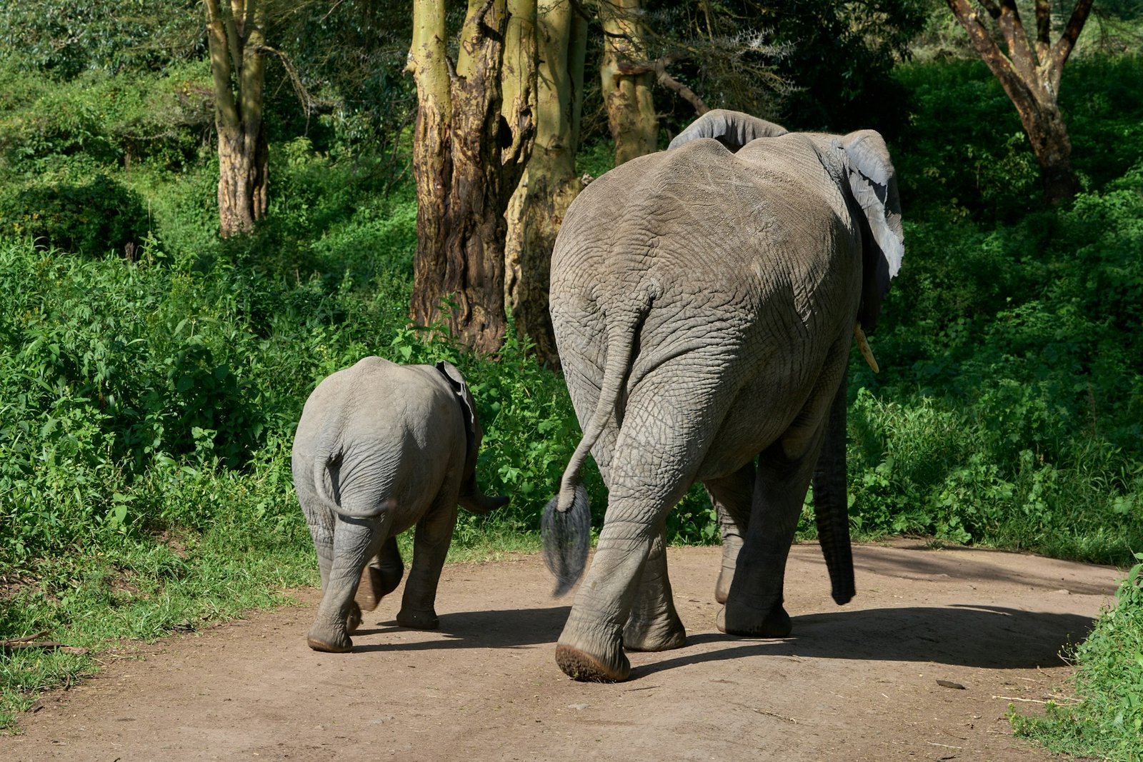 Elephant and calf on a wooded safari road