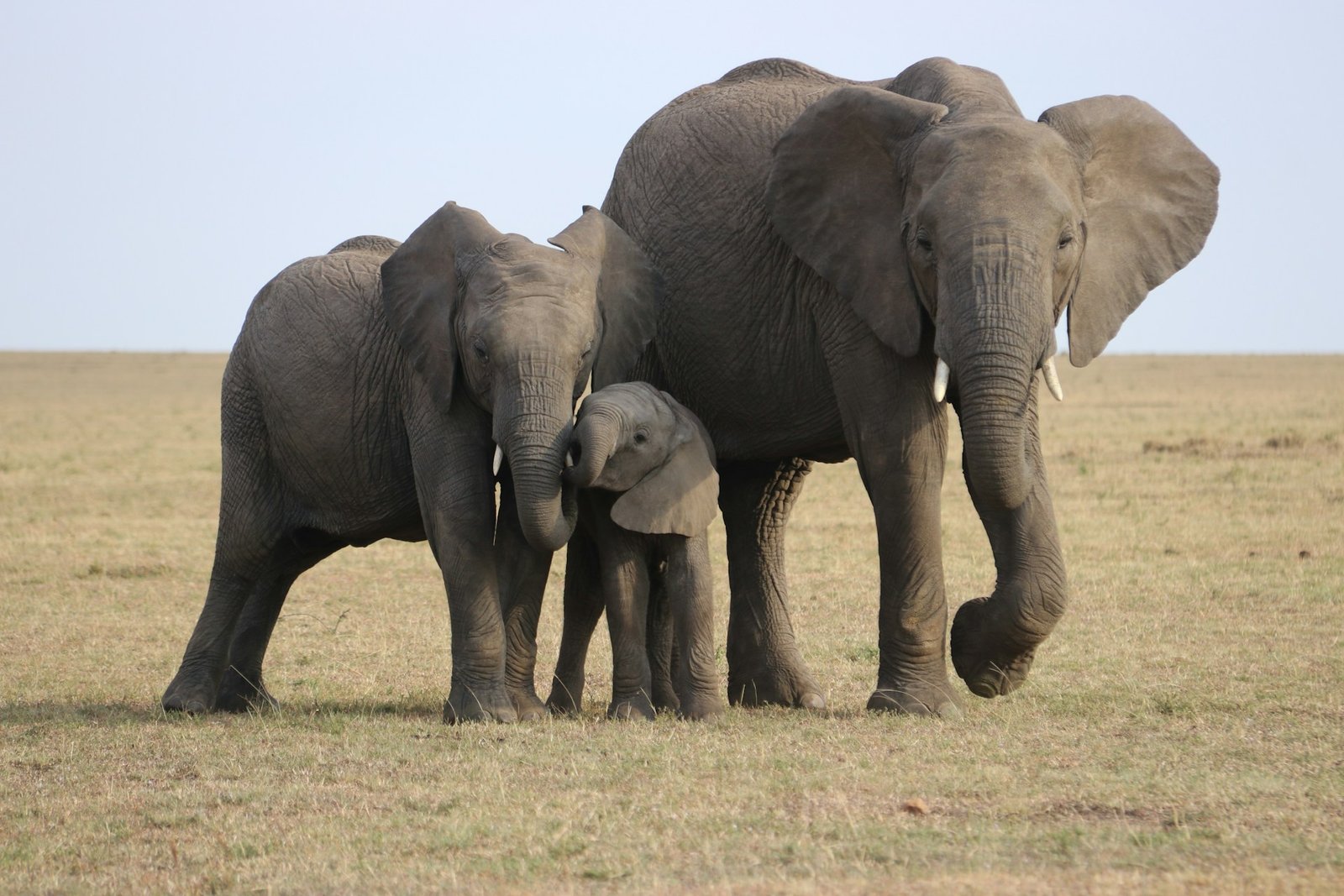 Elephant family together on open ground
