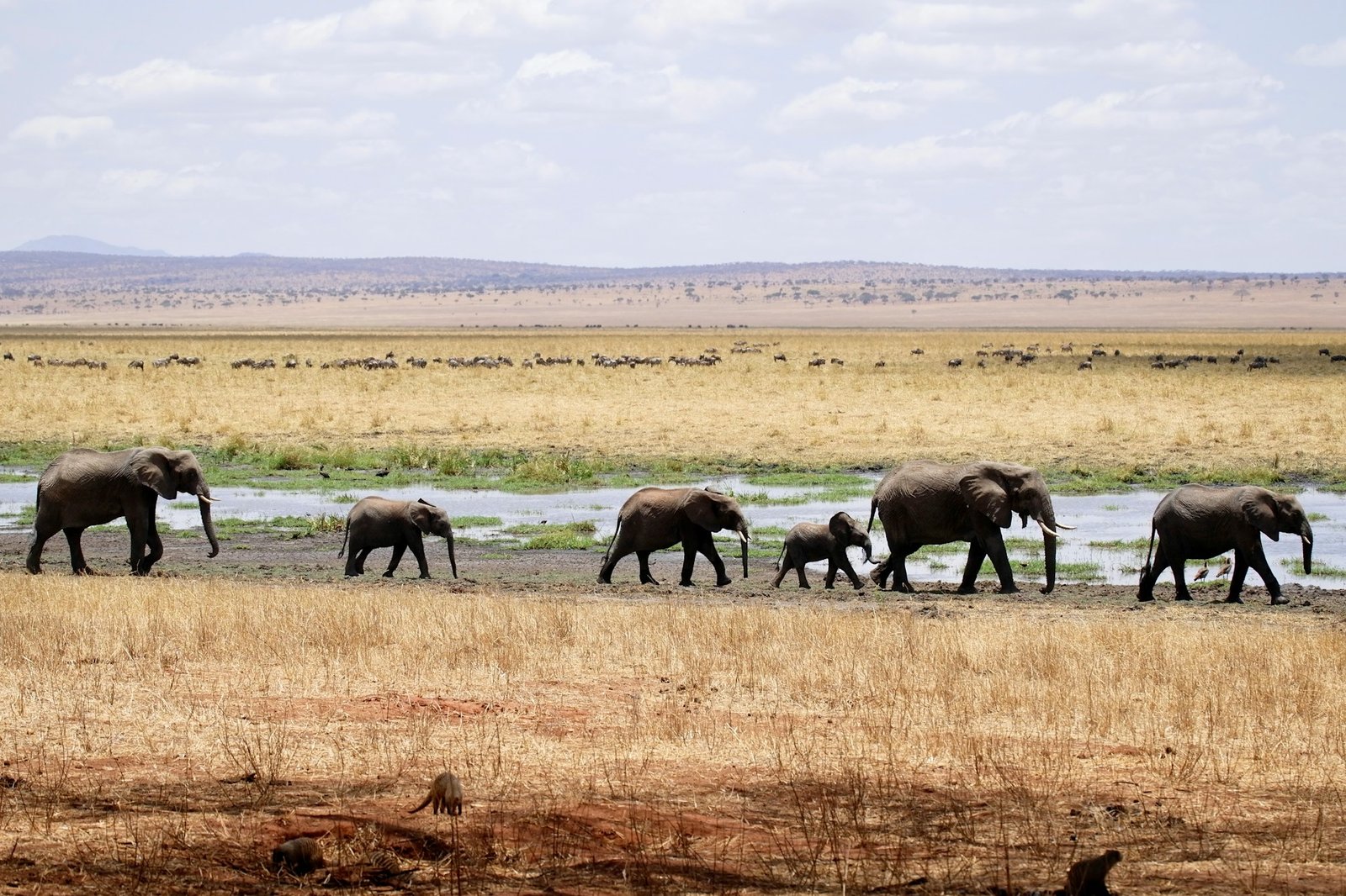 Elephant herd crossing an open plain