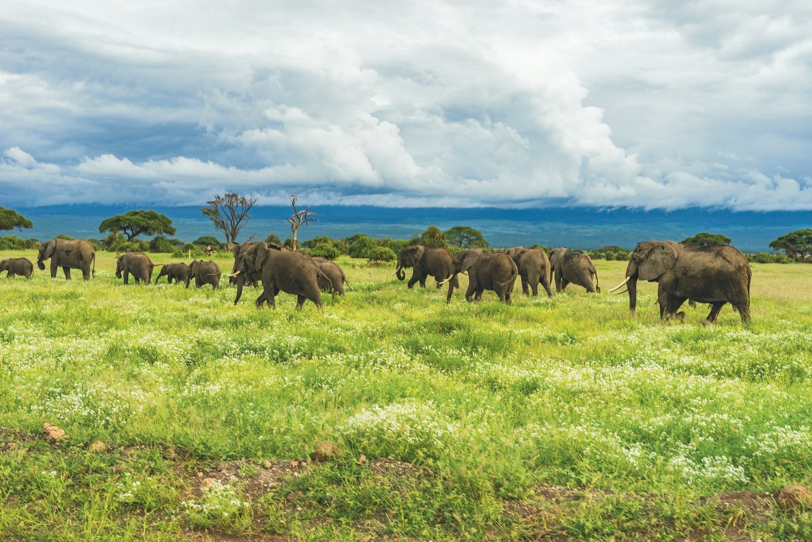 Elephant herd in green grassland
