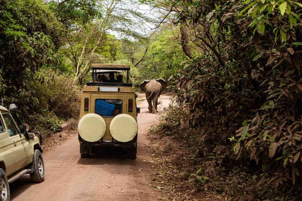 Safari vehicles and an elephant on a forest road in Lake Manyara National Park — Tartaruga Safaris