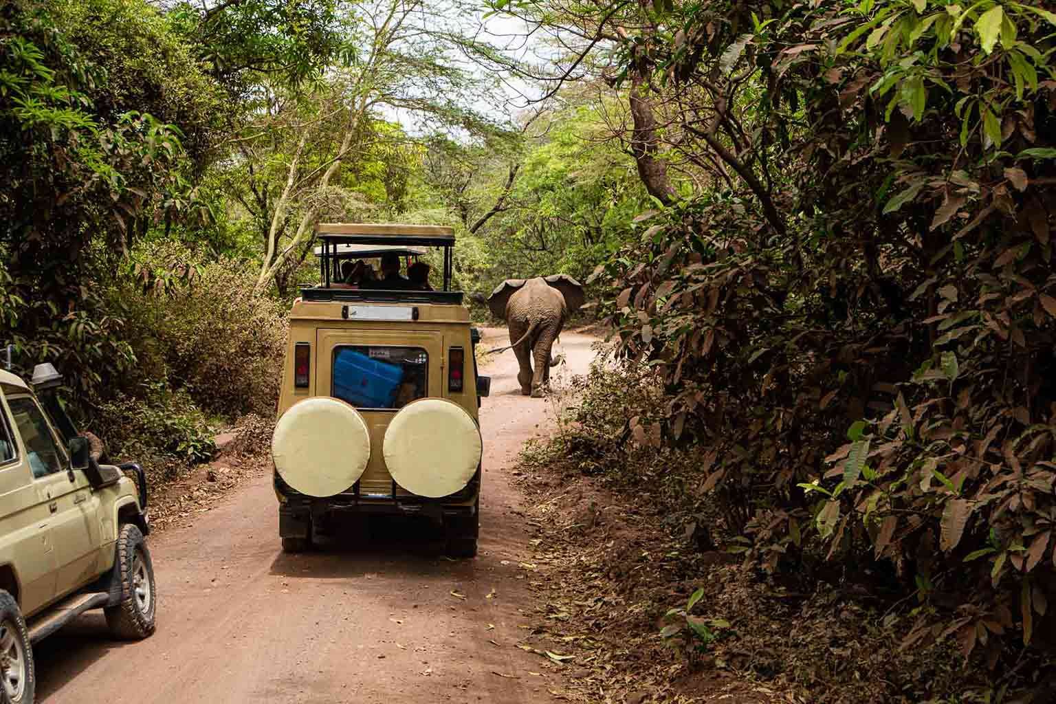 Safari vehicles and an elephant on a forest road in Lake Manyara National Park — Tartaruga Safaris