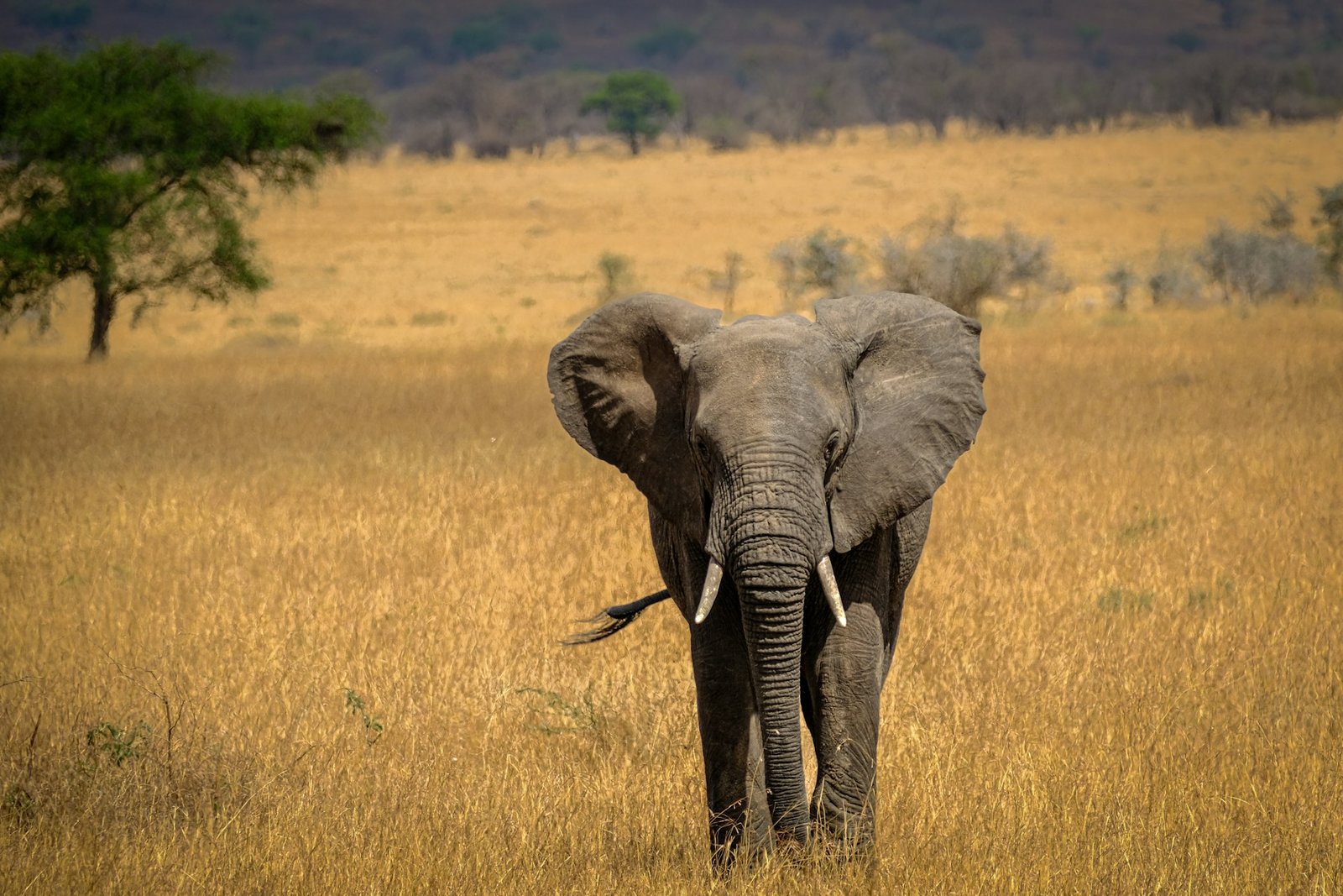 Elephant in golden grass