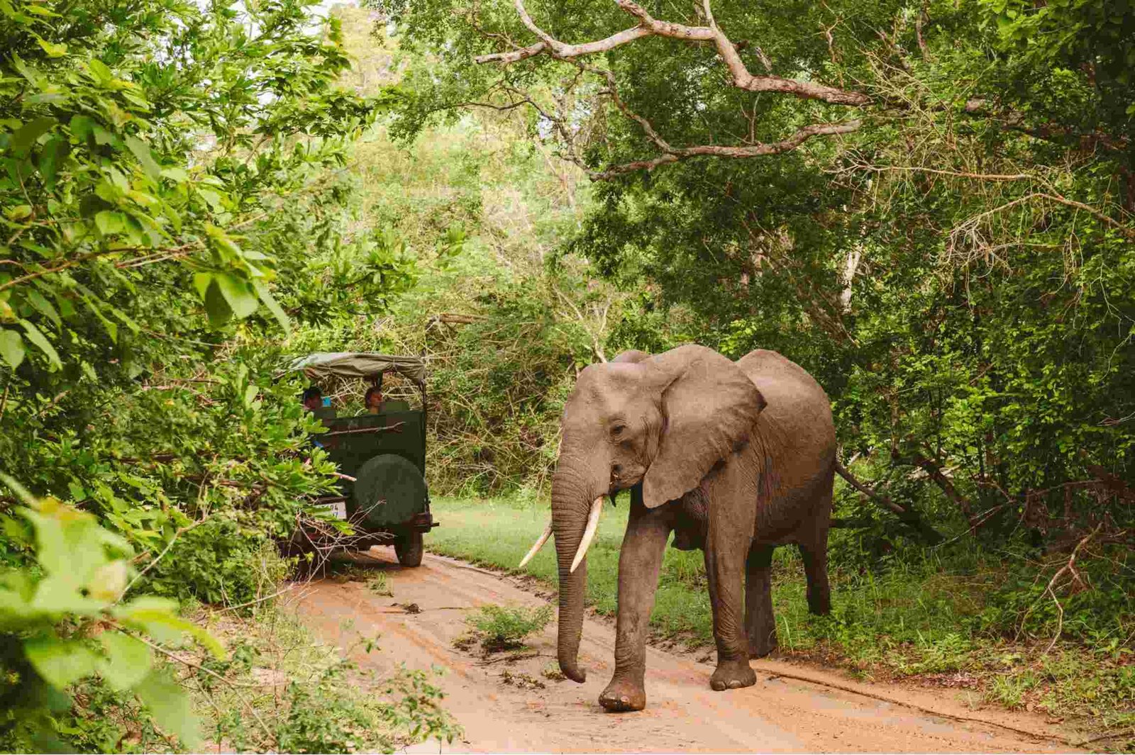 Elephant beside a safari track in Nyerere National Park — Tartaruga Safaris