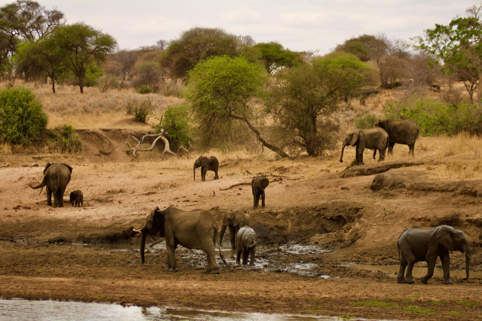 Elephants gathering beside a river