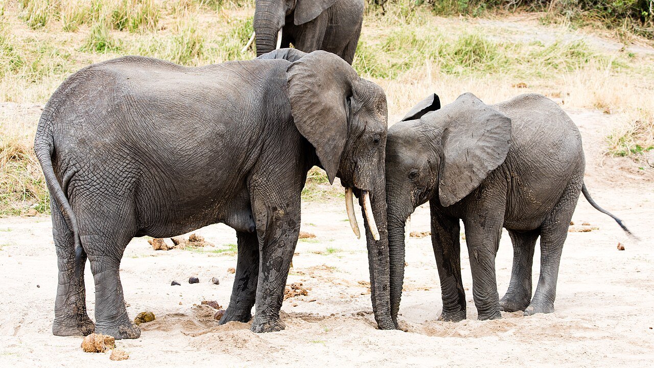Elephants of Tarangire — day safari for East African citizens