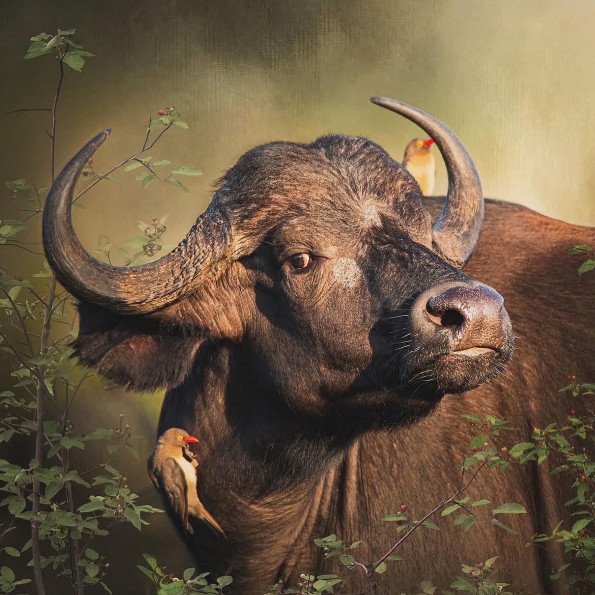 African buffalo standing among trees