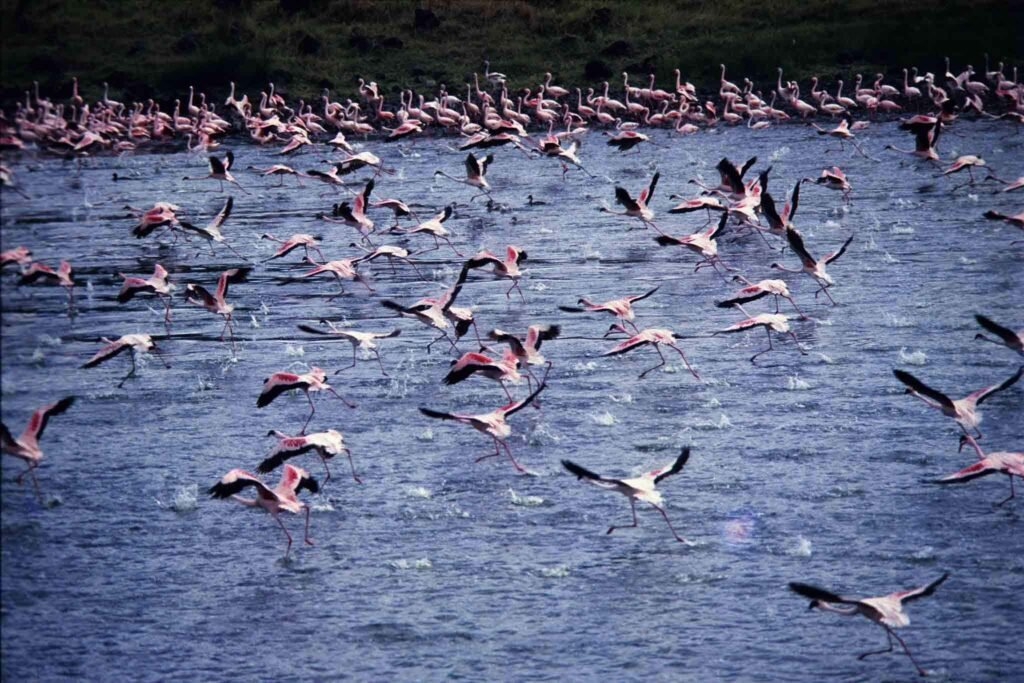 Flamingos taking flight above a Momella lake in Arusha National Park — Tartaruga Safaris