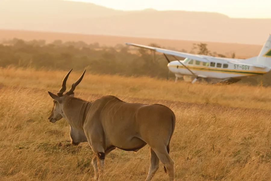 Small safari aircraft beside a grazing antelope