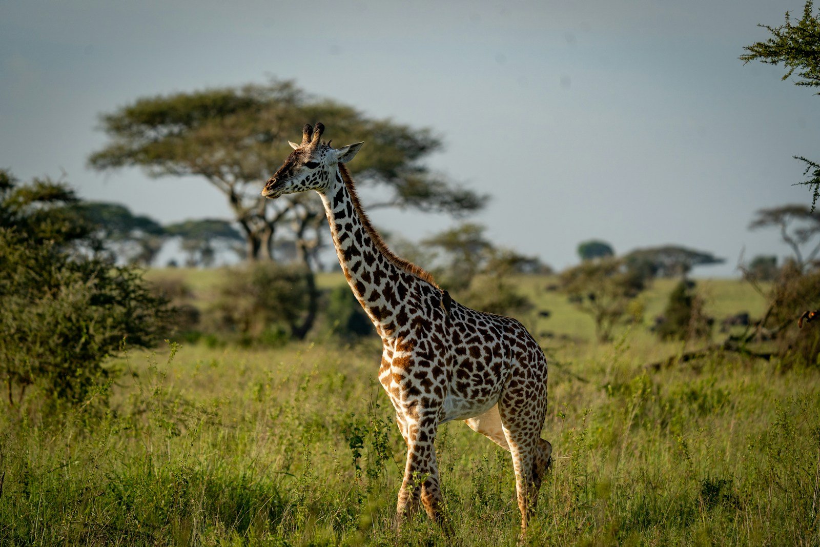 Giraffe walking through grassland beside acacia trees — Tartaruga Safaris