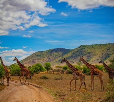 Giraffes crossing a dirt road in a safari landscape — Tartaruga Safaris