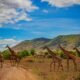 Giraffes crossing a dirt road in a safari landscape — Tartaruga Safaris