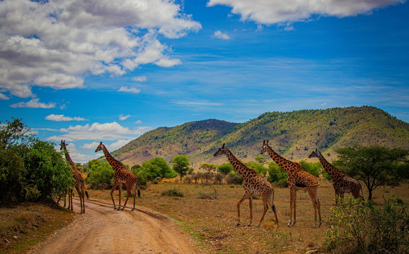 Giraffes crossing a safari track