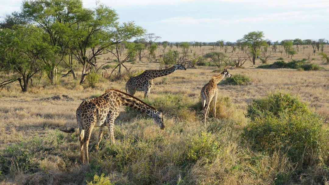 Giraffes in Serengeti National Park — eight-day halal-friendly Tanzania safari