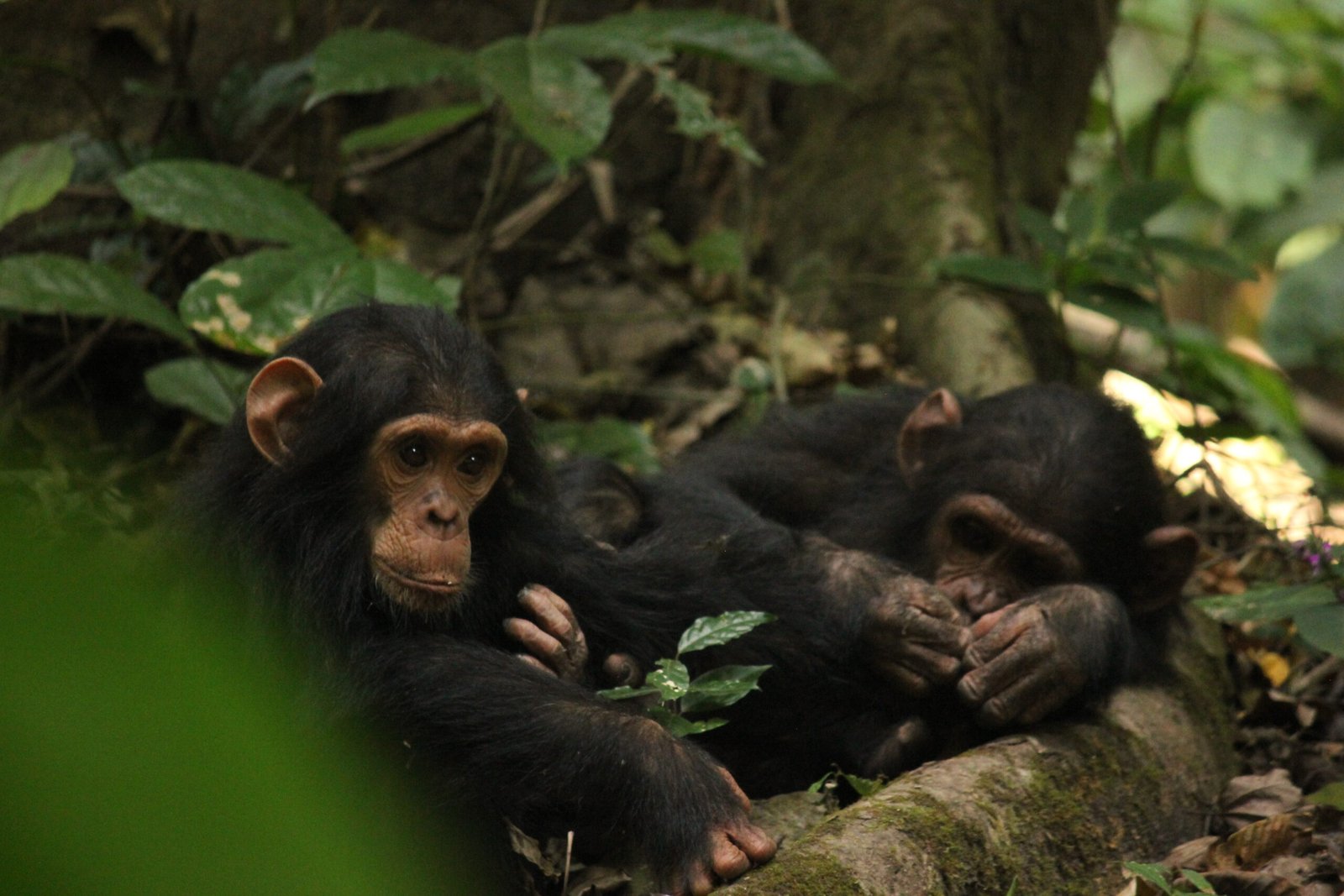 Young chimpanzees in Gombe National Park — Tartaruga Safaris