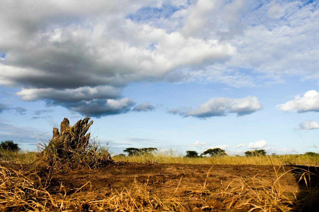Grassland under cloudy skies — Tarangire safari access planning